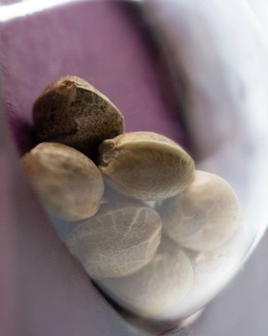 Blue Skunk - Cannaseuse - Curated Genetics - Sensi Seeds