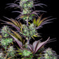 Blueberry Auto - Cannaseuse - Curated Genetics - 42 Fast Buds