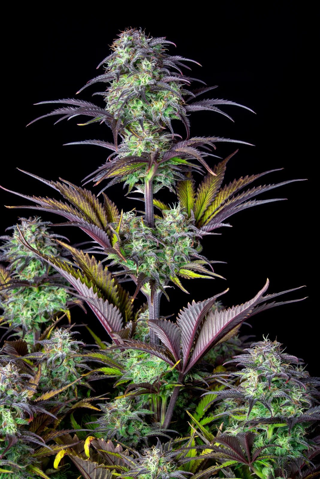 Blueberry Auto - Cannaseuse - Curated Genetics - 42 Fast Buds