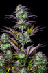 Blueberry Auto - Cannaseuse - Curated Genetics - 42 Fast Buds