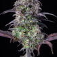 Blueberry Auto - Cannaseuse - Curated Genetics - 42 Fast Buds
