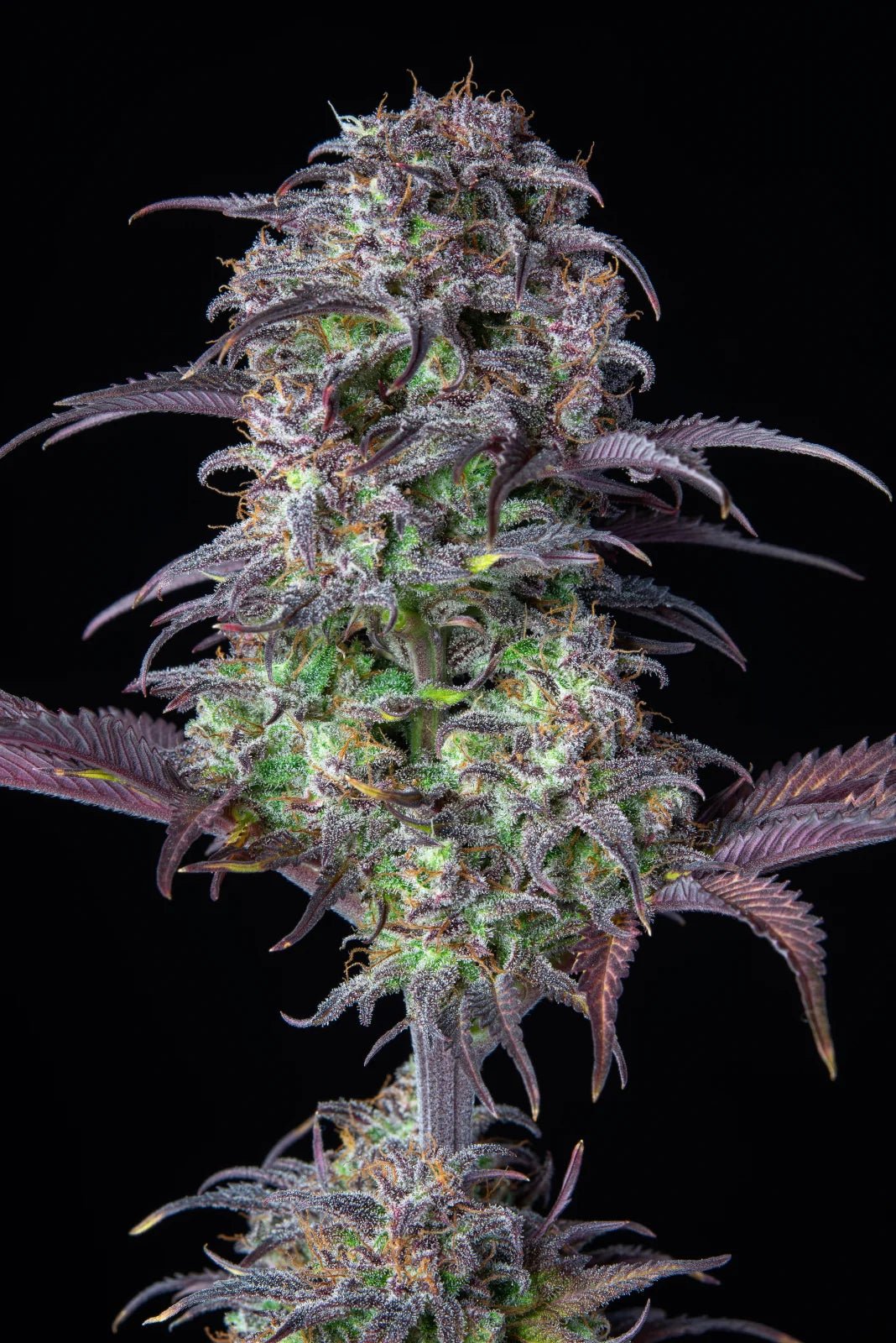 Blueberry Auto - Cannaseuse - Curated Genetics - 42 Fast Buds