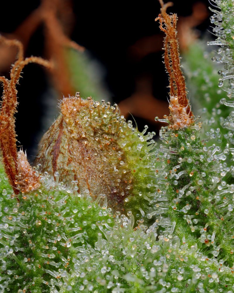Humboldt Seed Company-Blueberry Muffin