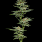 Humboldt Seed Company-Blueberry Muffin