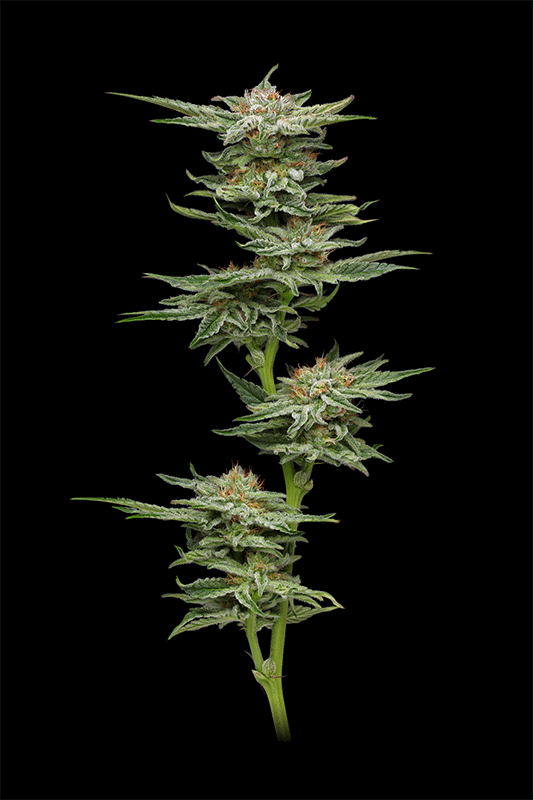 Humboldt Seed Company-Blueberry Muffin