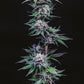 Humboldt Seed Company-Blueberry Pancakes