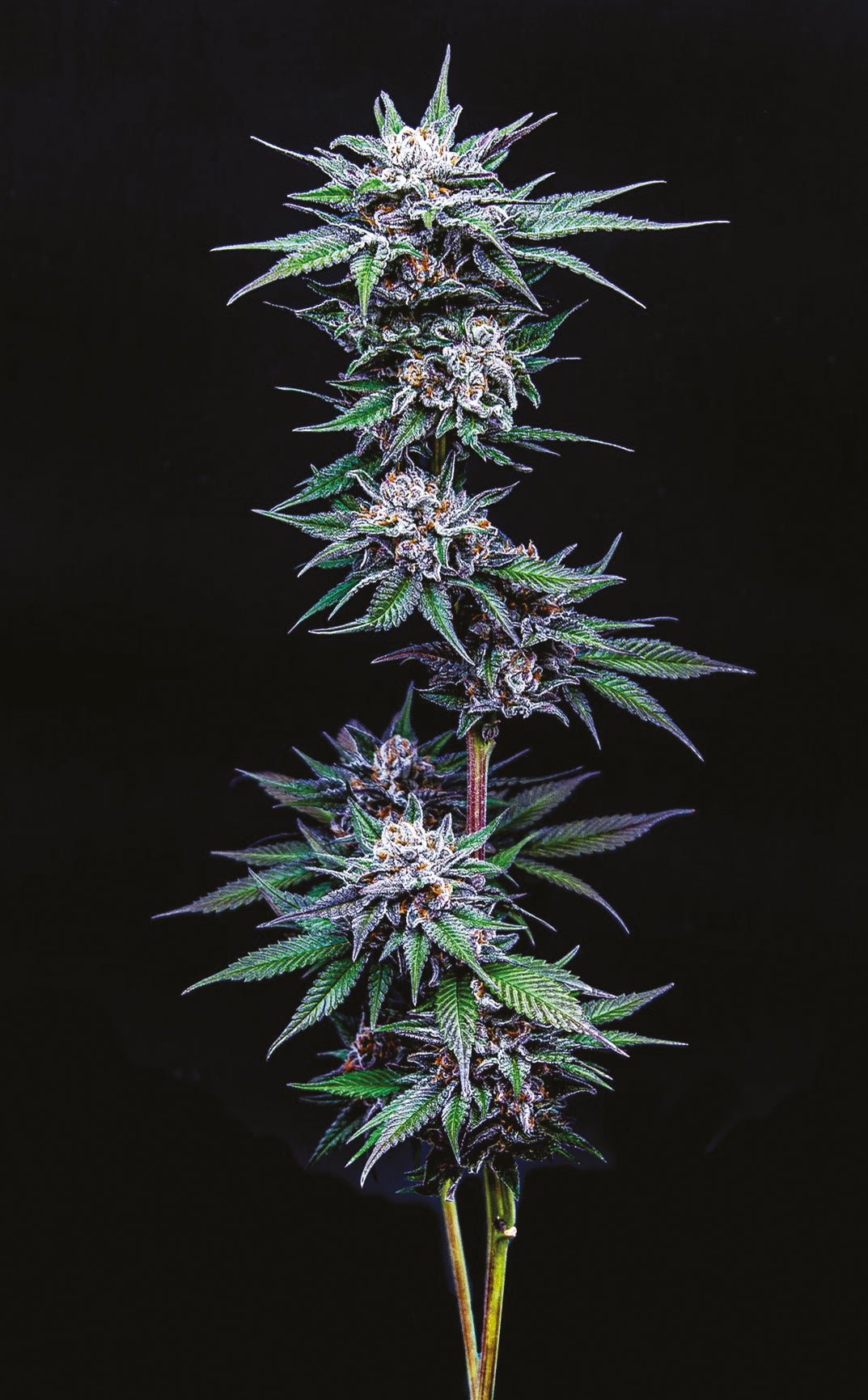 Humboldt Seed Company-Blueberry Pancakes