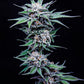 Humboldt Seed Company-Blueberry Pancakes