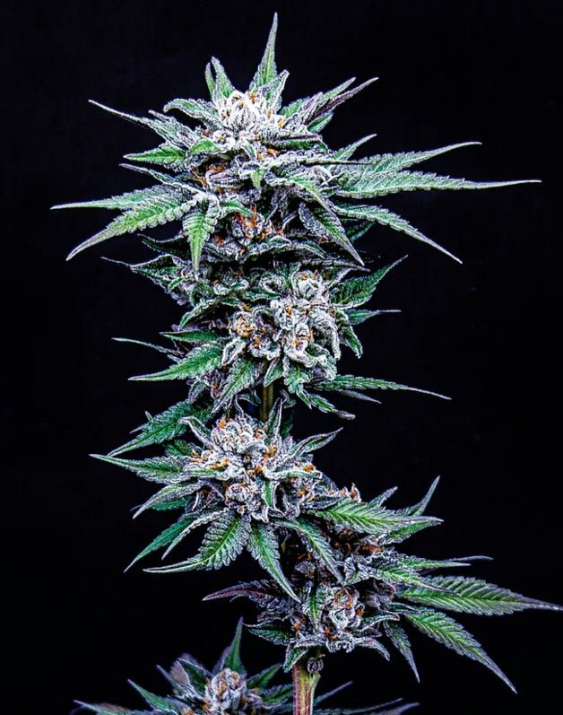 Humboldt Seed Company-Blueberry Pancakes