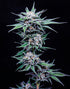 Humboldt Seed Company-Blueberry Pancakes