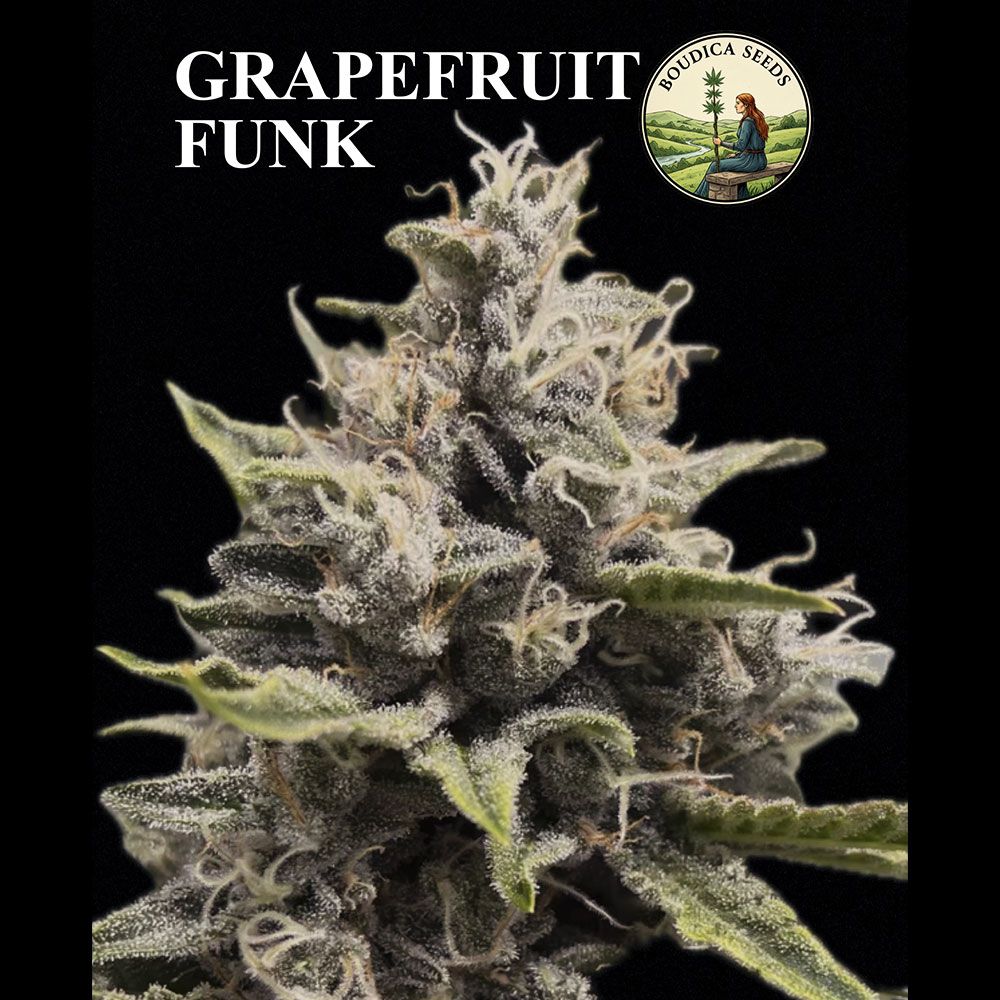 Boudica Seeds-Grapefruit Funk