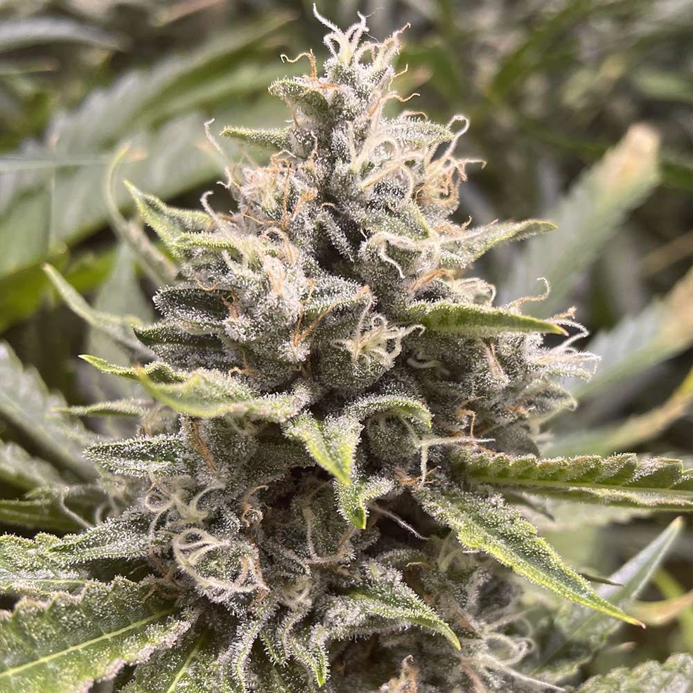 Boudica Seeds-Grapefruit Funk