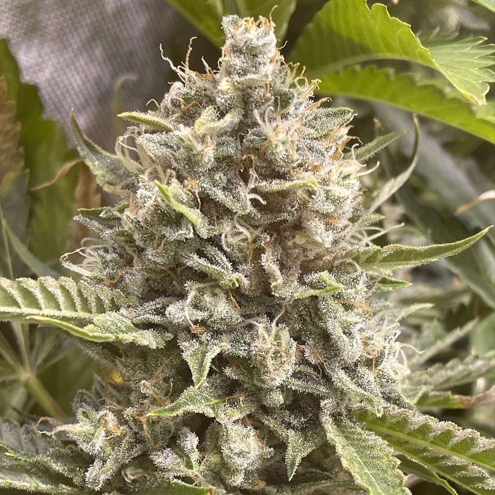 Boudica Seeds-Grapefruit Funk