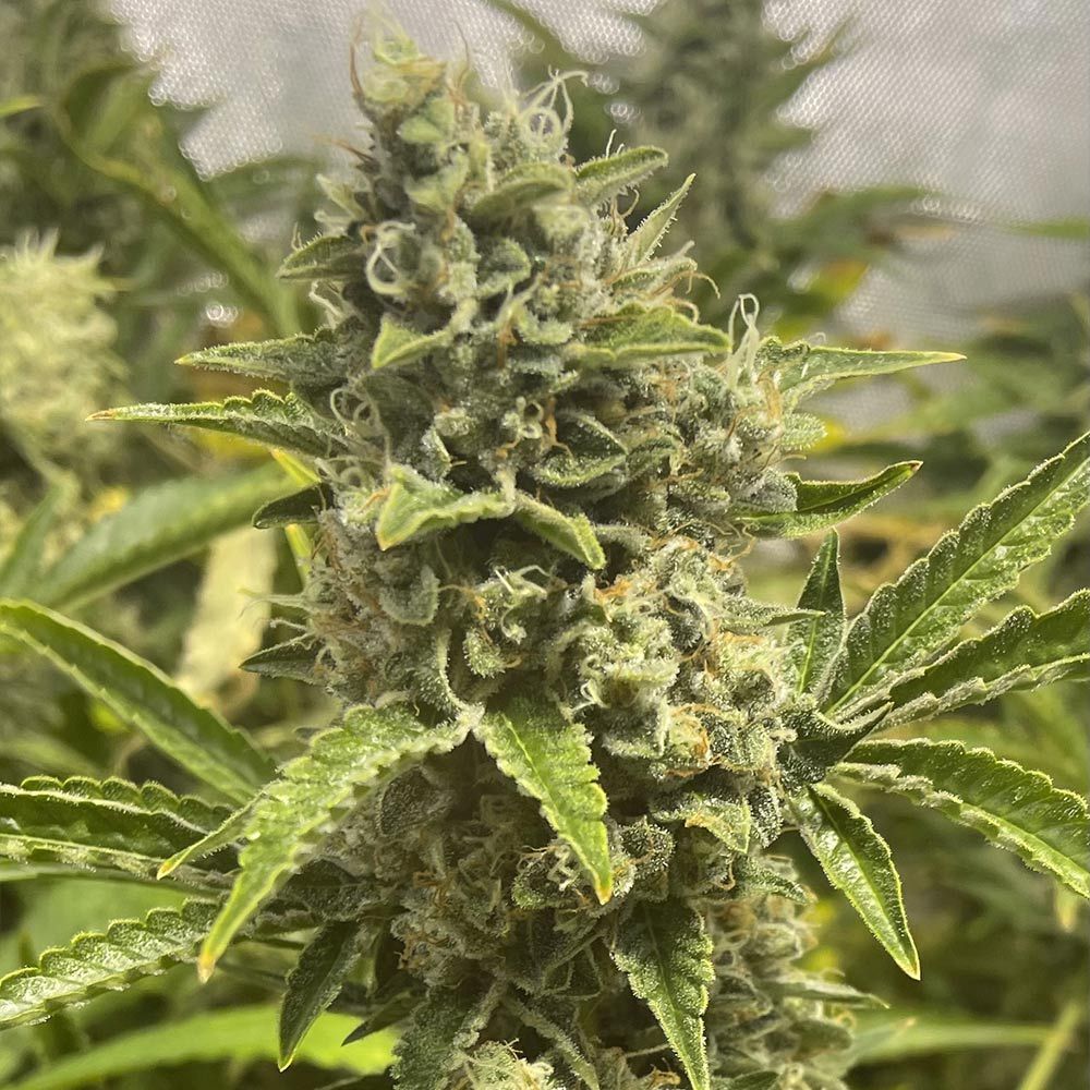 Boudica Seeds-Grapefruit Funk