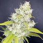 Boudica Seeds-Rubber Tree