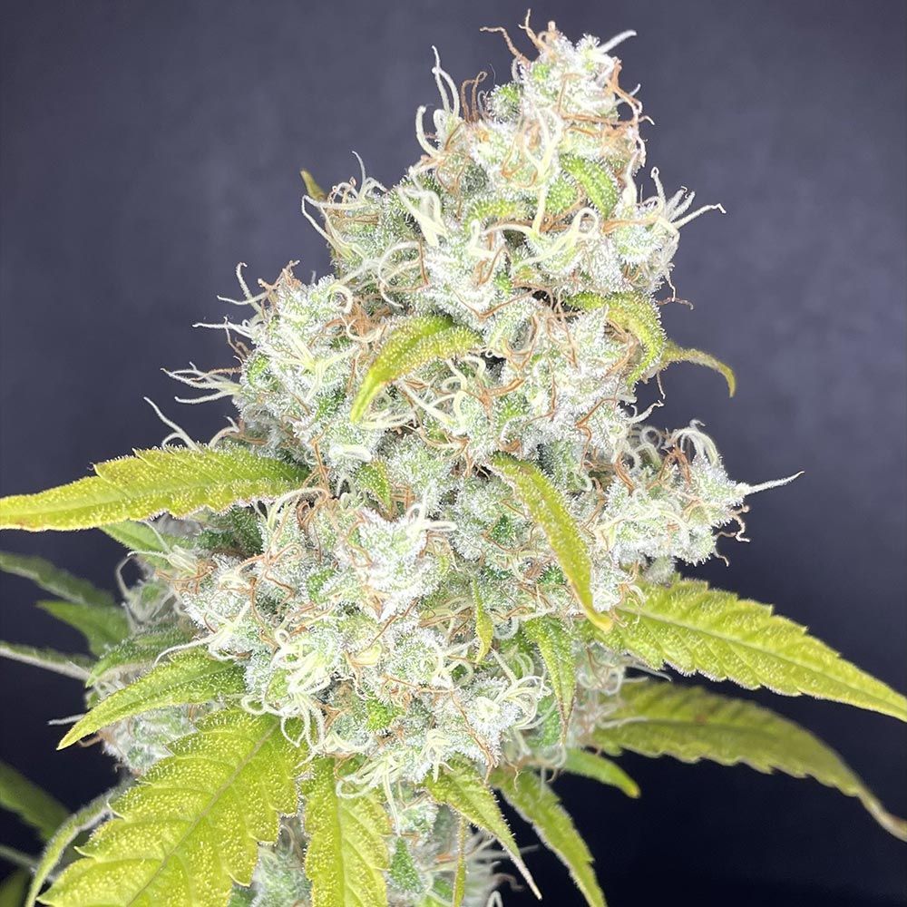 Boudica Seeds-Rubber Tree
