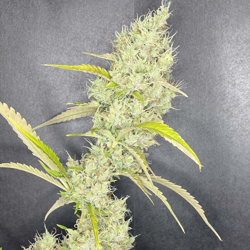 Boudica Seeds-Rubber Tree