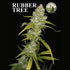 Boudica Seeds-Rubber Tree