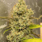 Boudica Seeds-Rubber Tree
