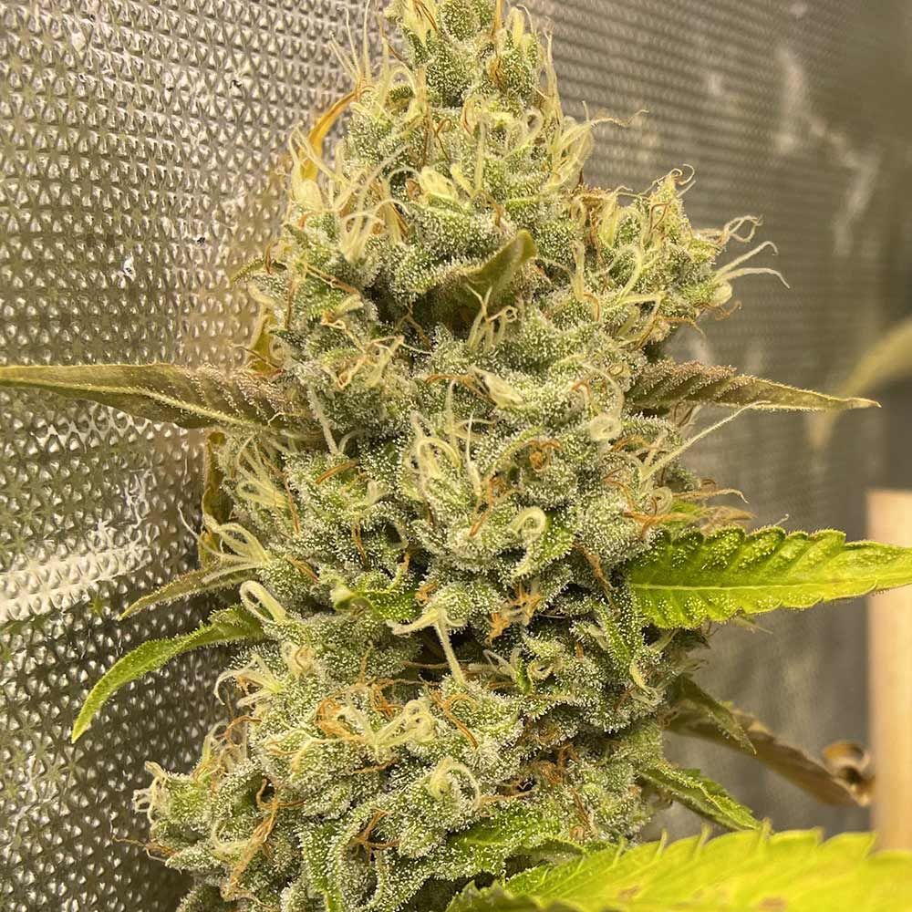 Boudica Seeds-Rubber Tree