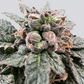 Grateful Seeds-Bro Science