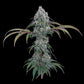 Brothers Grimm Seeds-Ocifer