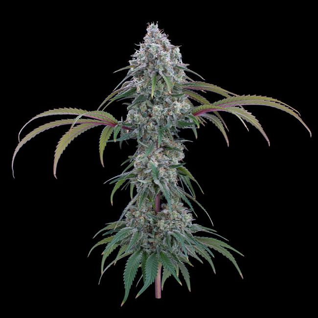 Brothers Grimm Seeds-Ocifer