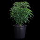 Brothers Grimm Seeds-Ocifer