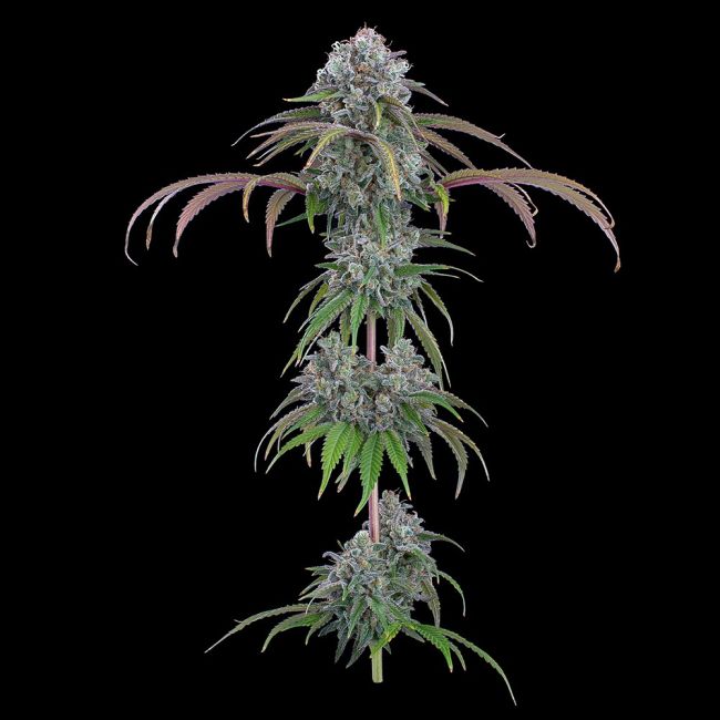 Brothers Grimm Seeds-Ocifer