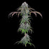 Brothers Grimm Seeds-Ocifer