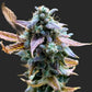 Night Owl Seeds-Bruce Bananas