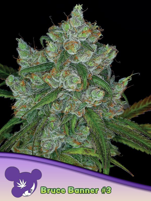 Anesia Seeds-Bruce Banner 3