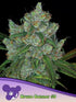 Anesia Seeds-Bruce Banner 3