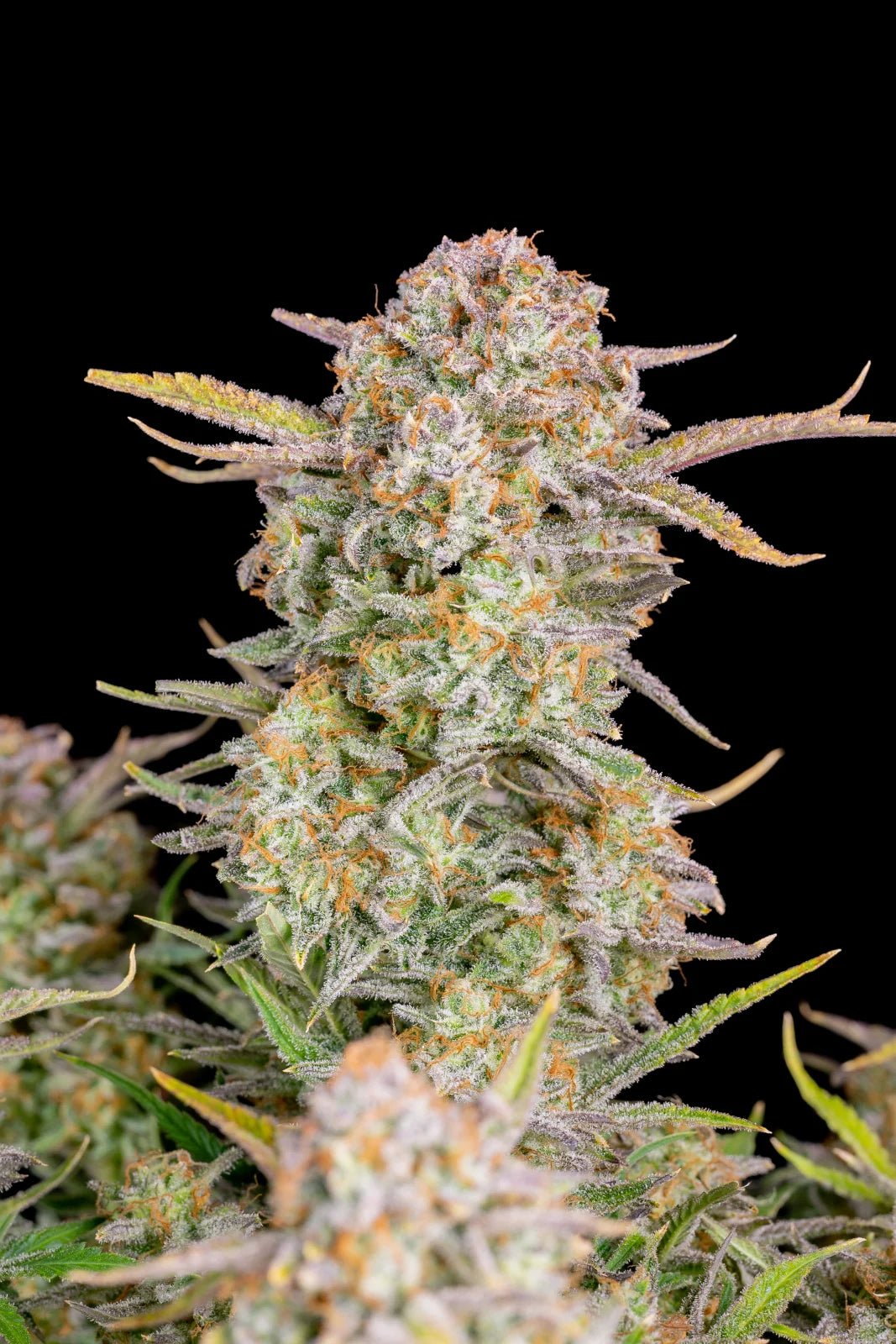 Bruce Banner Auto - Cannaseuse - Curated Genetics - 42 Fast Buds