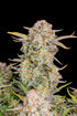 Bruce Banner Auto - Cannaseuse - Curated Genetics - 42 Fast Buds