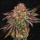 T.H.Seeds-Bubble Gummiez