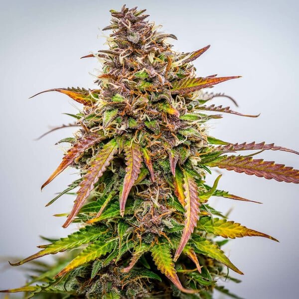 Bubble Kush Auto - Cannaseuse - Curated Genetics - Royal Queen Seeds