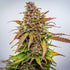 Bubble Kush Auto - Cannaseuse - Curated Genetics - Royal Queen Seeds