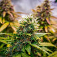 Bubble Kush Auto - Cannaseuse - Curated Genetics - Royal Queen Seeds