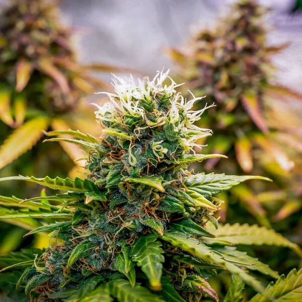 Bubble Kush Auto - Cannaseuse - Curated Genetics - Royal Queen Seeds