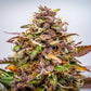 Bubble Kush Auto - Cannaseuse - Curated Genetics - Royal Queen Seeds