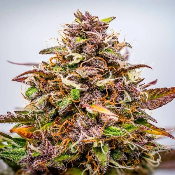 Bubble Kush Auto - Cannaseuse - Curated Genetics - Royal Queen Seeds