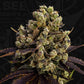 T.H.Seeds-BubbleDawg