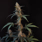 BubbleGum Auto - Cannaseuse - Curated Genetics - 42 Fast Buds