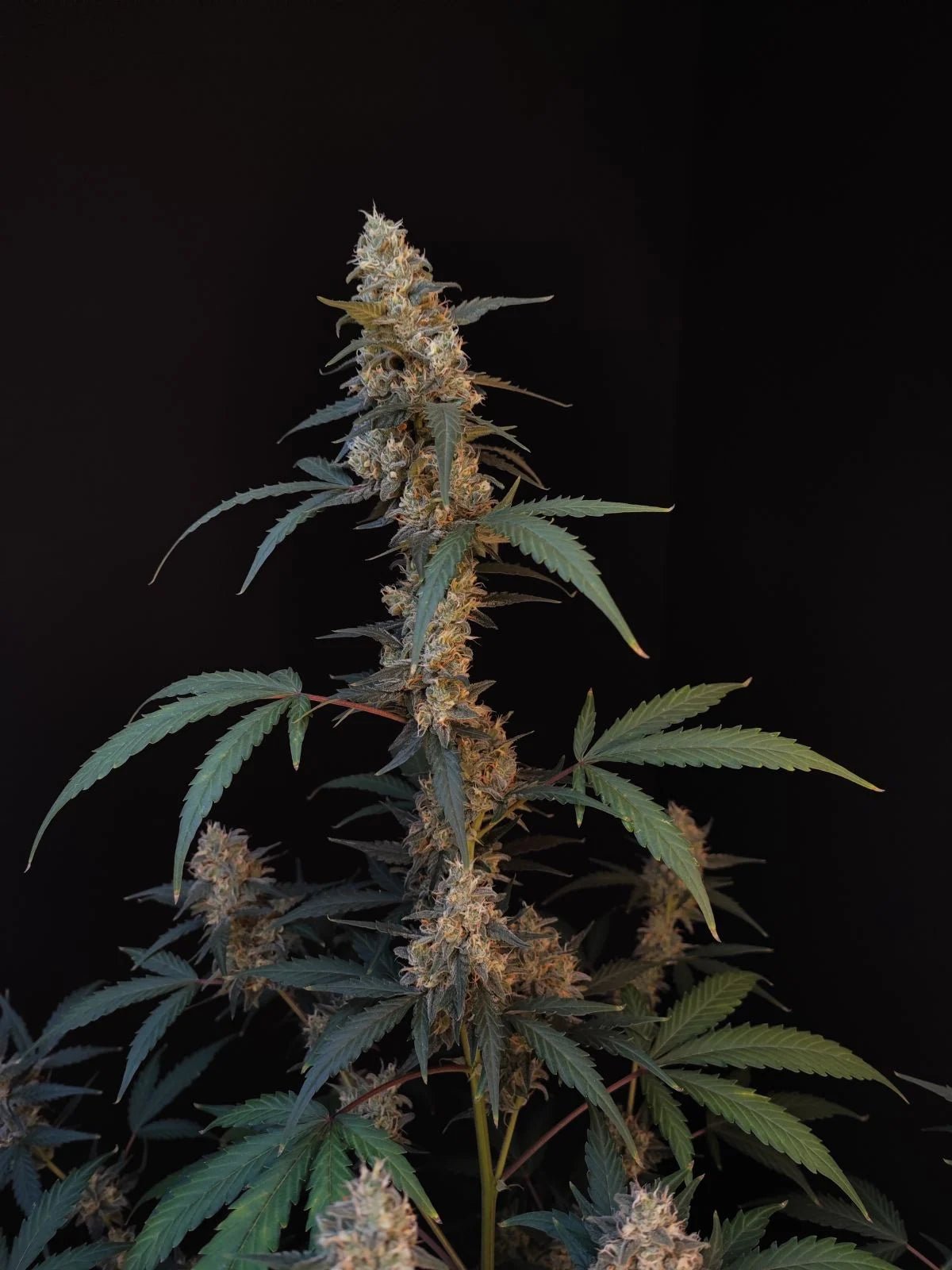 BubbleGum Auto - Cannaseuse - Curated Genetics - 42 Fast Buds