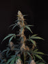 BubbleGum Auto - Cannaseuse - Curated Genetics - 42 Fast Buds