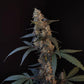 BubbleGum Auto - Cannaseuse - Curated Genetics - 42 Fast Buds