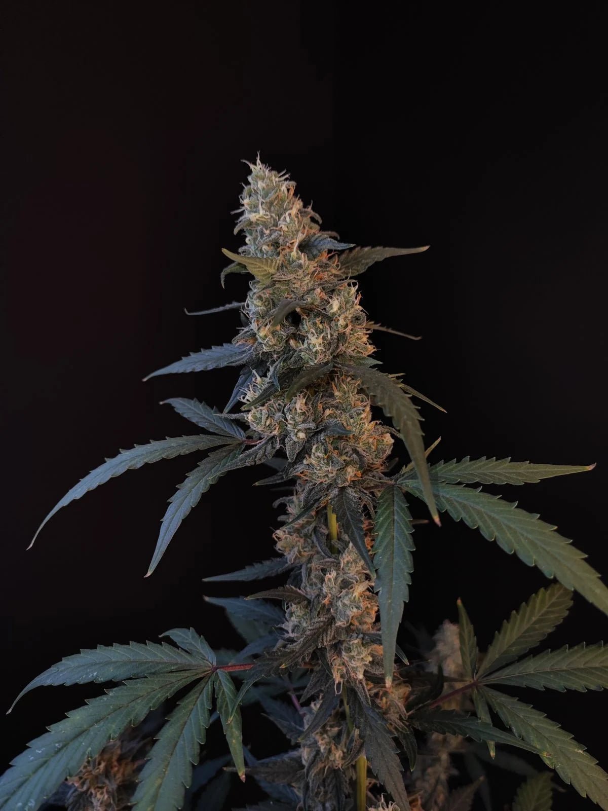 BubbleGum Auto - Cannaseuse - Curated Genetics - 42 Fast Buds