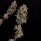 BubbleGum Auto - Cannaseuse - Curated Genetics - 42 Fast Buds