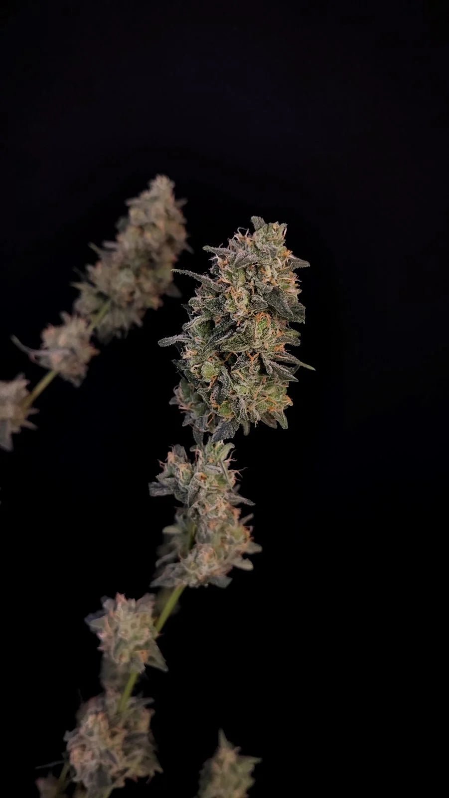 BubbleGum Auto - Cannaseuse - Curated Genetics - 42 Fast Buds